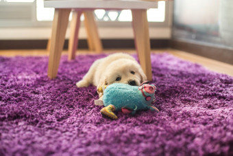 closeup-shot-adorable-small-golden-retriever-pup-lying-purple-carpet-with-blue-toy.jpg